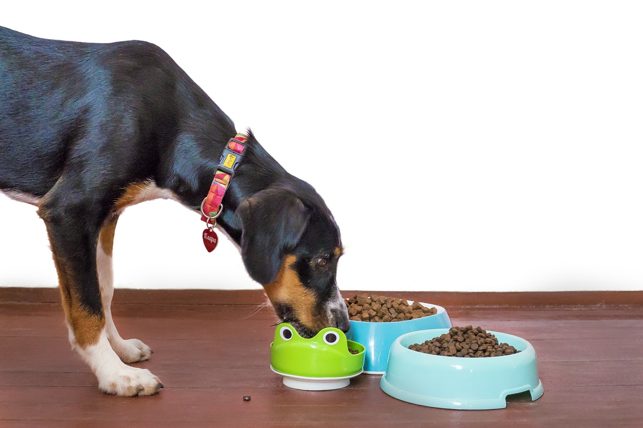 Croquettes pour chien : Comment choisir la meilleure alimentation pour votre compagnon